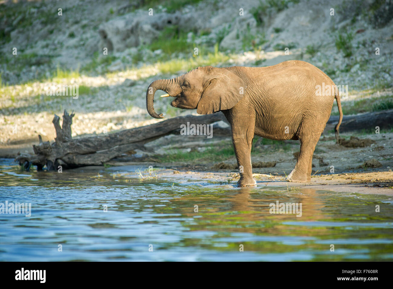 Kasane Botswana - Chobe National Park l'elefante africano (Loxodonta) Foto Stock