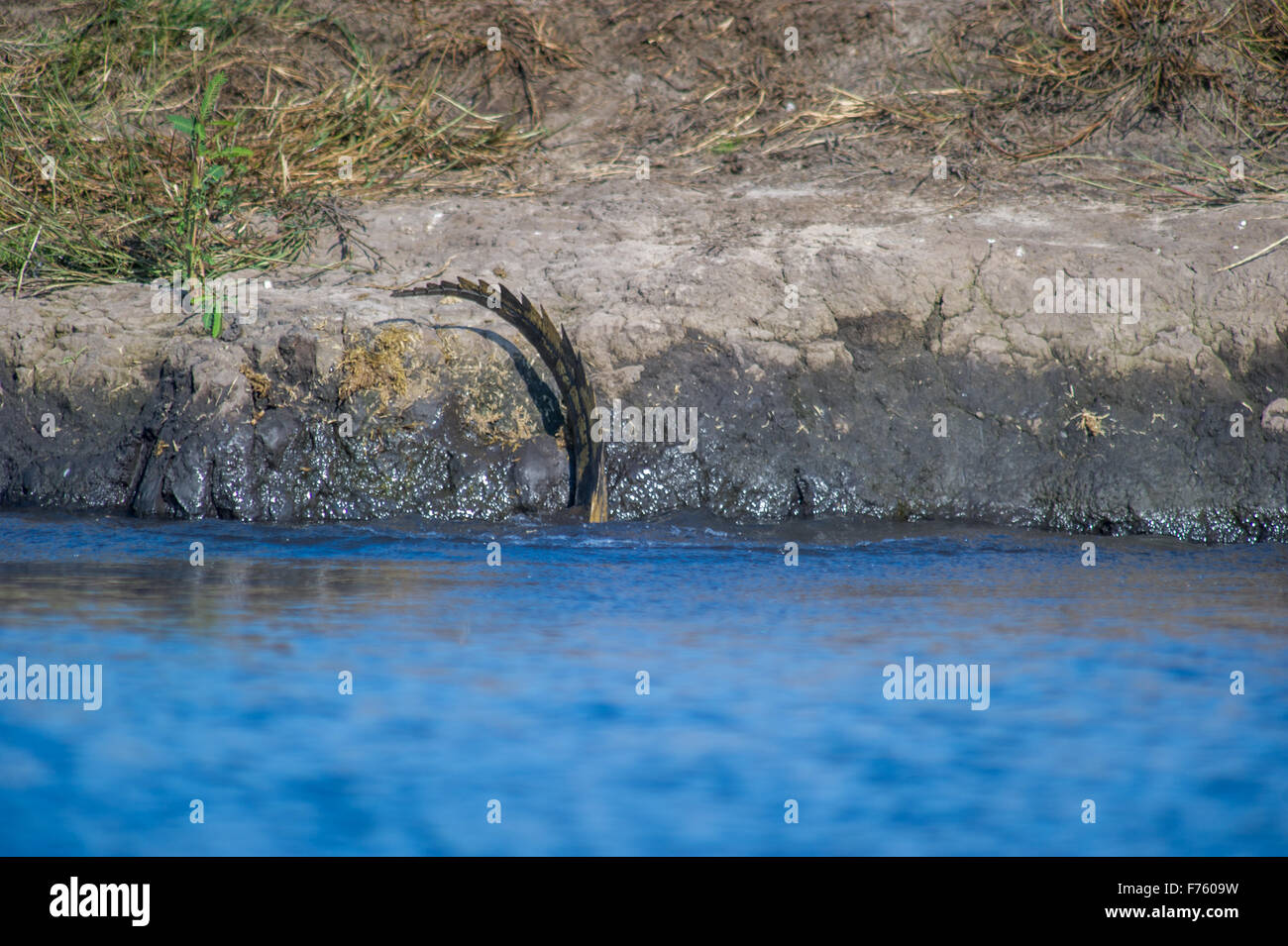 Kasane Botswana - Chobe National Park di coda di coccodrillo (Crocodylinae) Foto Stock