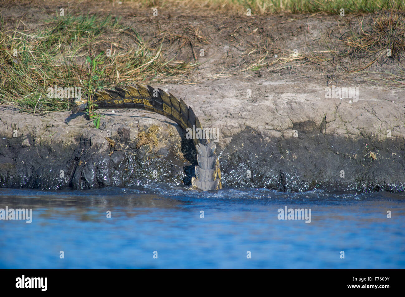 Kasane Botswana - Chobe National Park di coda di coccodrillo (Crocodylinae) Foto Stock