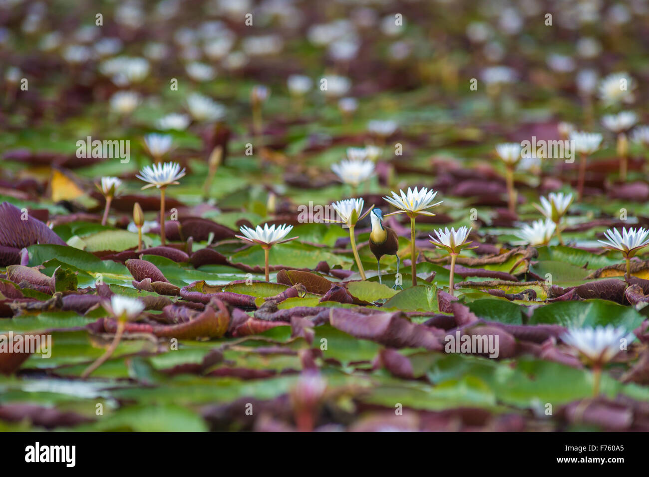 Kasane Botswana - Parco Nazionale Chobe Lily Pad (Nymphaeaceae) Foto Stock