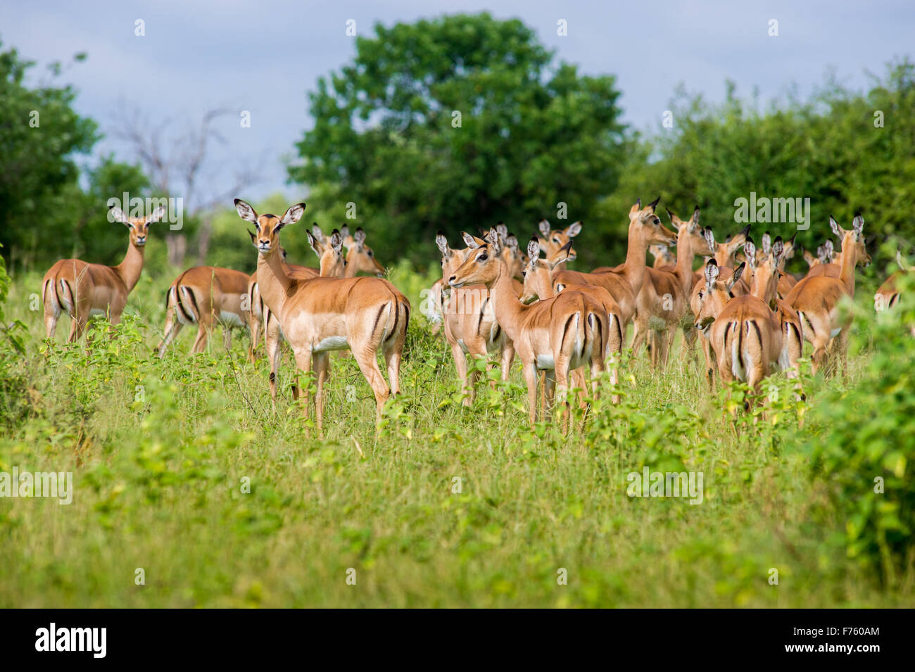 Kasane Botswana - Parco Nazionale Chobe Impala (Aepyceros melampus) Foto Stock