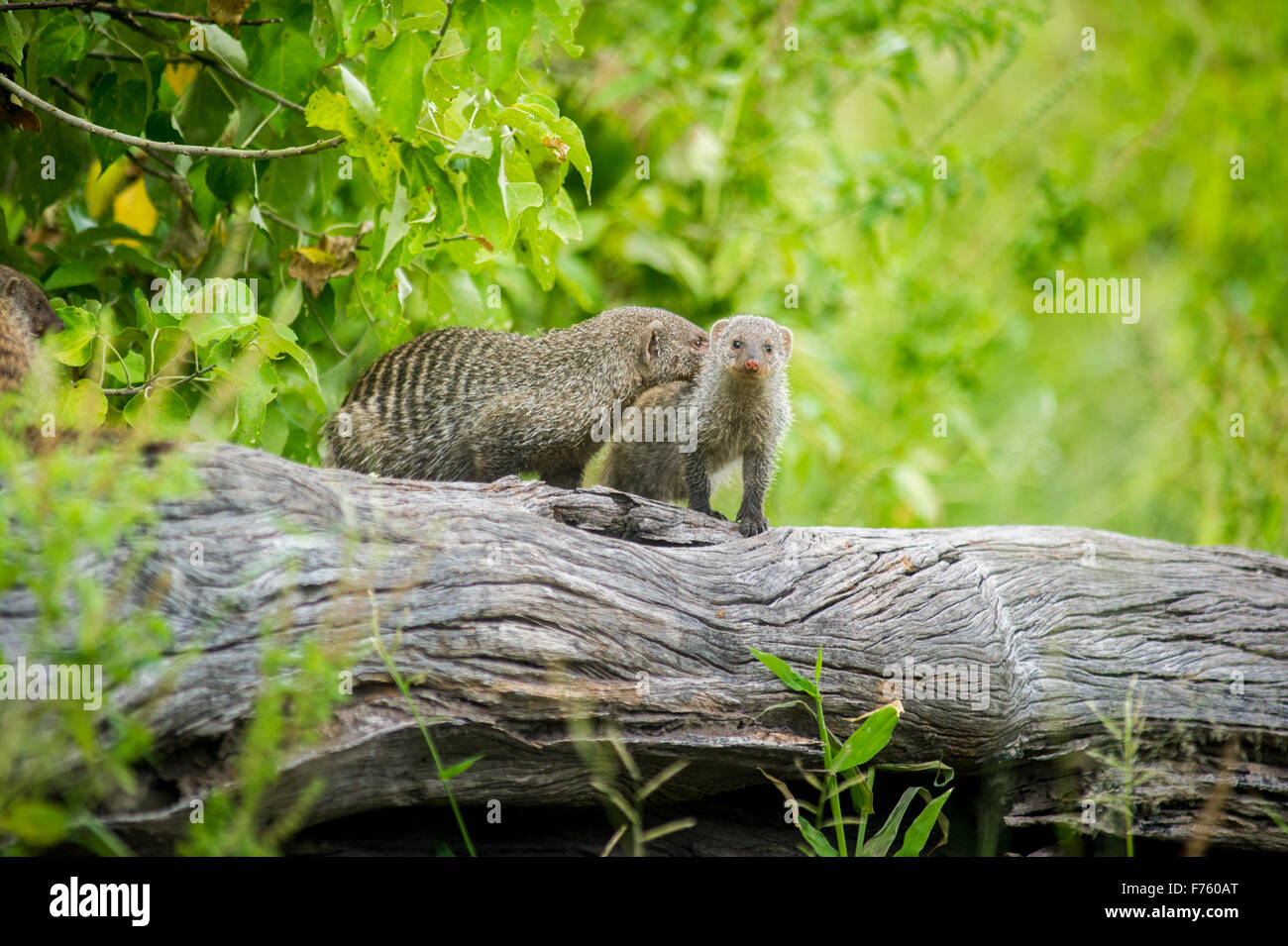 Kasane Botswana - Parco Nazionale Chobe Mongoose (Herpestidae) Foto Stock