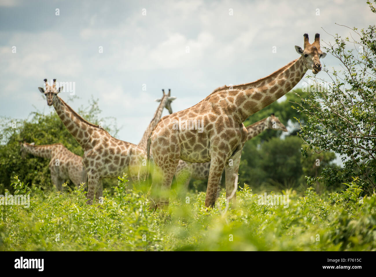Kasane Botswana - Chobe National Park (giraffa camelopardalis giraffa) Foto Stock
