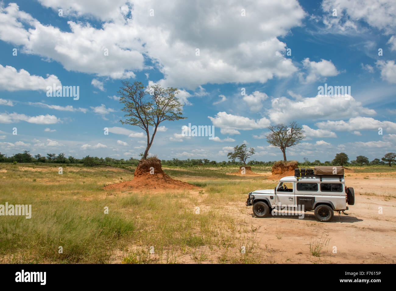 Kasane Botswana - Chobe National Park elefante-sfregato tree Foto Stock