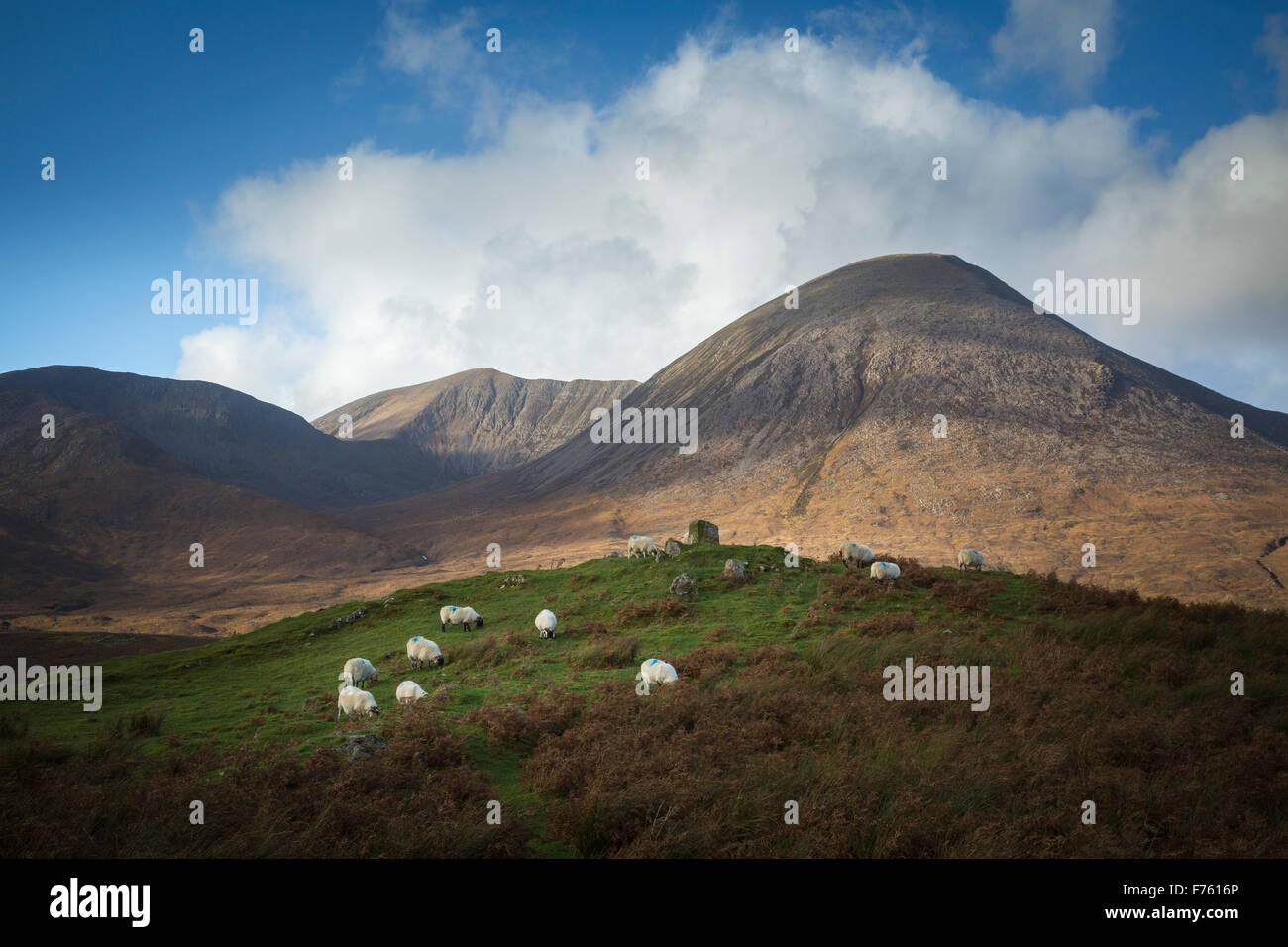 Pecore al pascolo nella luce del sole sotto Beinn na Caillich, Isola di Skye in Scozia Foto Stock