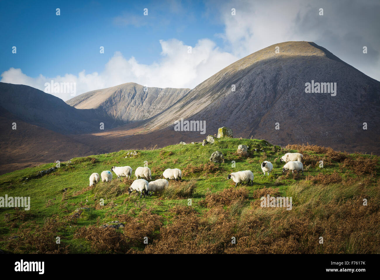 Pecore al pascolo nella luce del sole sotto Beinn na Caillich, Isola di Skye in Scozia Foto Stock