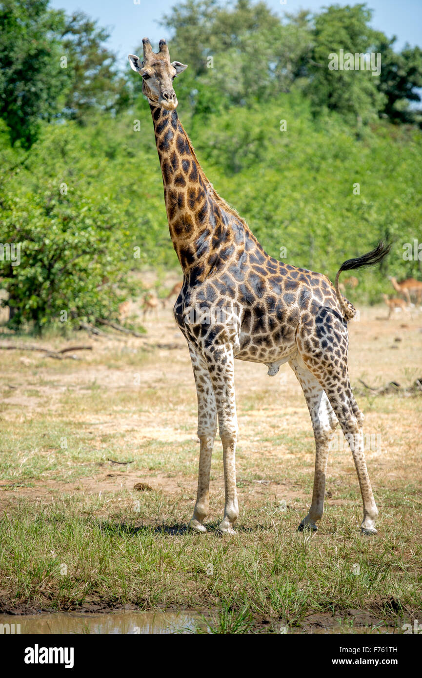 Sud Africa - Parco Nazionale Kruger Giraffe (Giraffa camelopardalis) Foto Stock