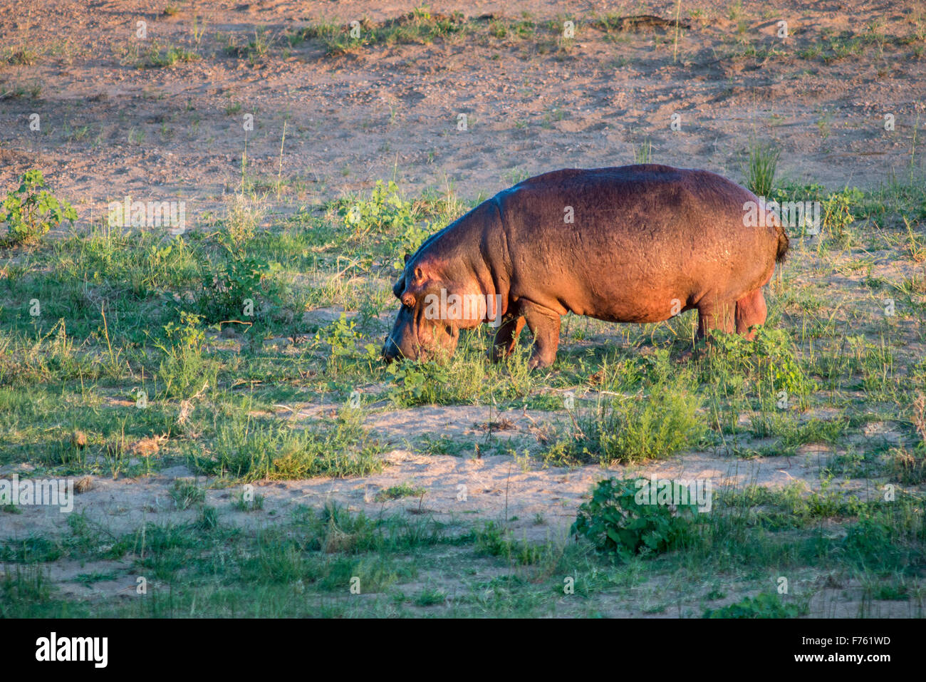 Sud Africa - Parco Nazionale Kruger ippopotamo (Hippopotamus amphibius) Foto Stock
