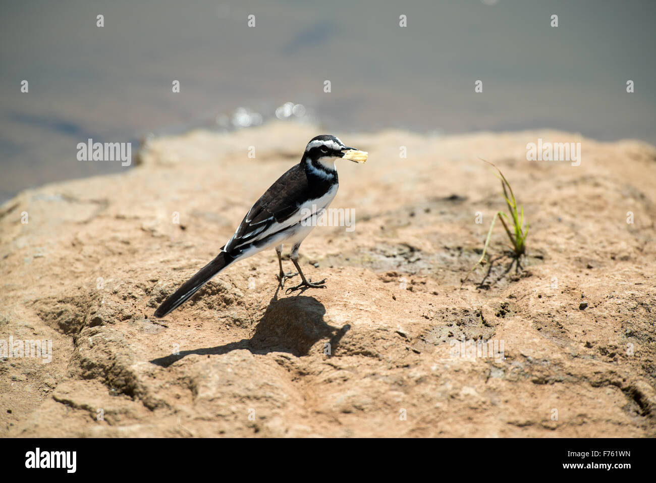 Sud Africa - Parco Nazionale Kruger Pied Wagtail (Motacilla alba) Foto Stock