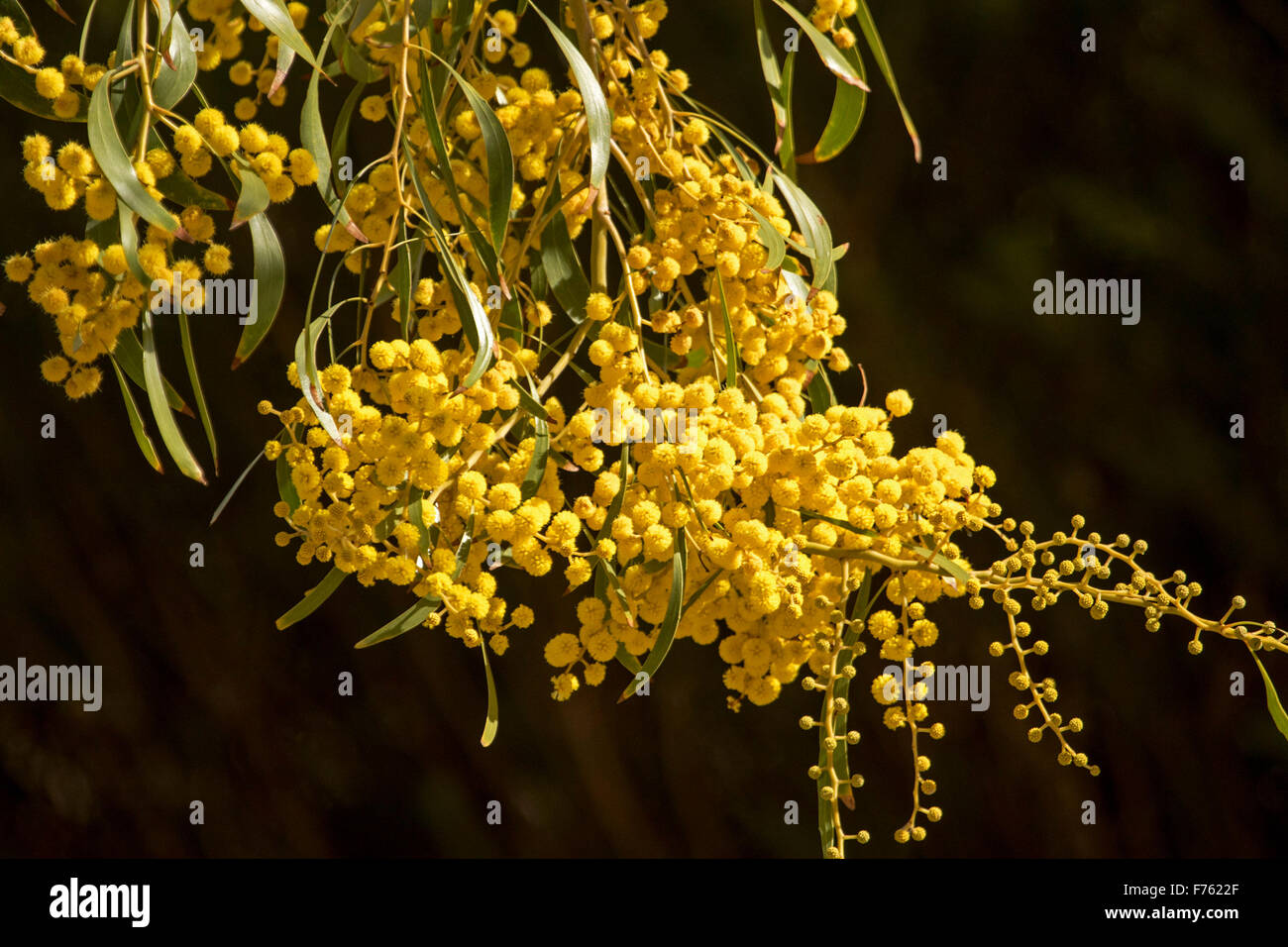 Cluster di giallo dorato di Fiori & Foglie verdi di Acacia pycnantha, graticcio Australiano, bellissimi fiori selvatici su sfondo scuro Foto Stock