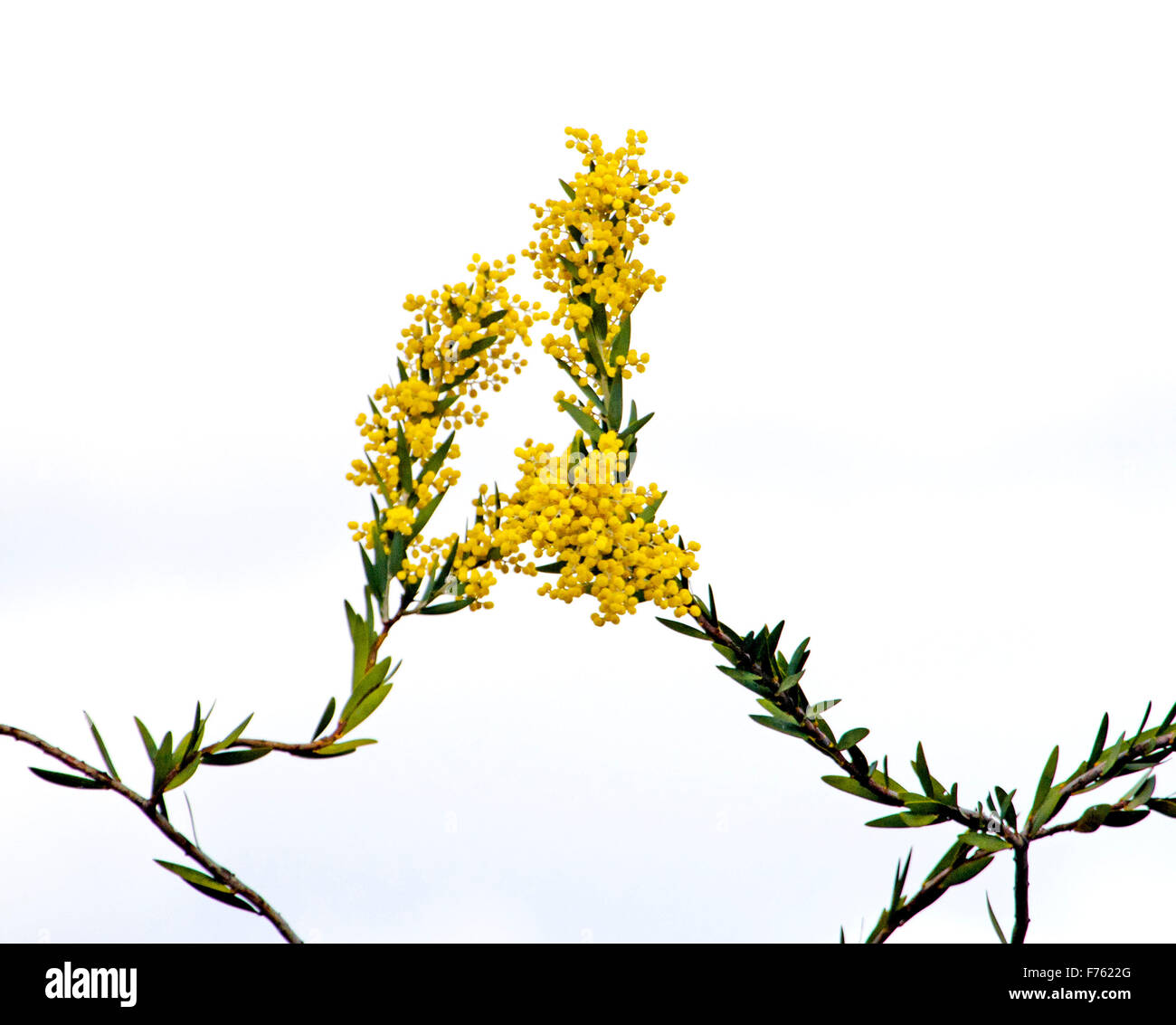 Cluster di giallo dorato di Fiori & Foglie verdi di Acacia toondulya, graticcio Australiano, fiori selvaggi contro uno sfondo bianco Foto Stock