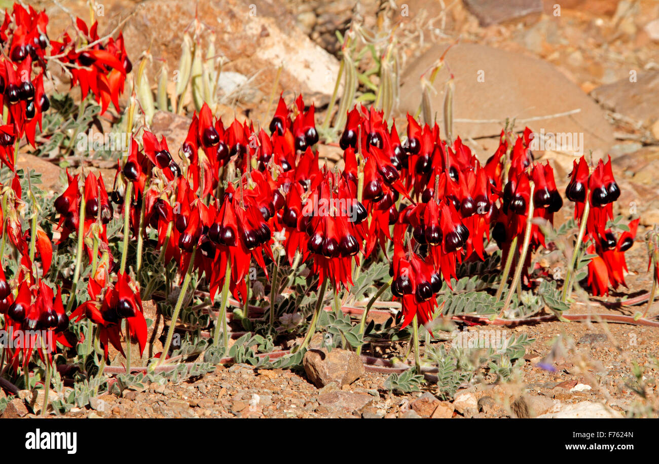 Massa di vividi fiori rosso di Sturt deserto del pisello, Swainsona formosa, Australian fiori selvatici che crescono in Flinders Ranges in outback SA Foto Stock