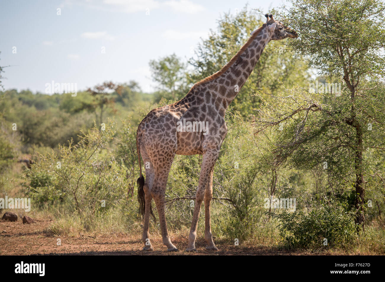 Sud Africa - Parco Nazionale Kruger Giraffe (Giraffa camelopardalis) Foto Stock