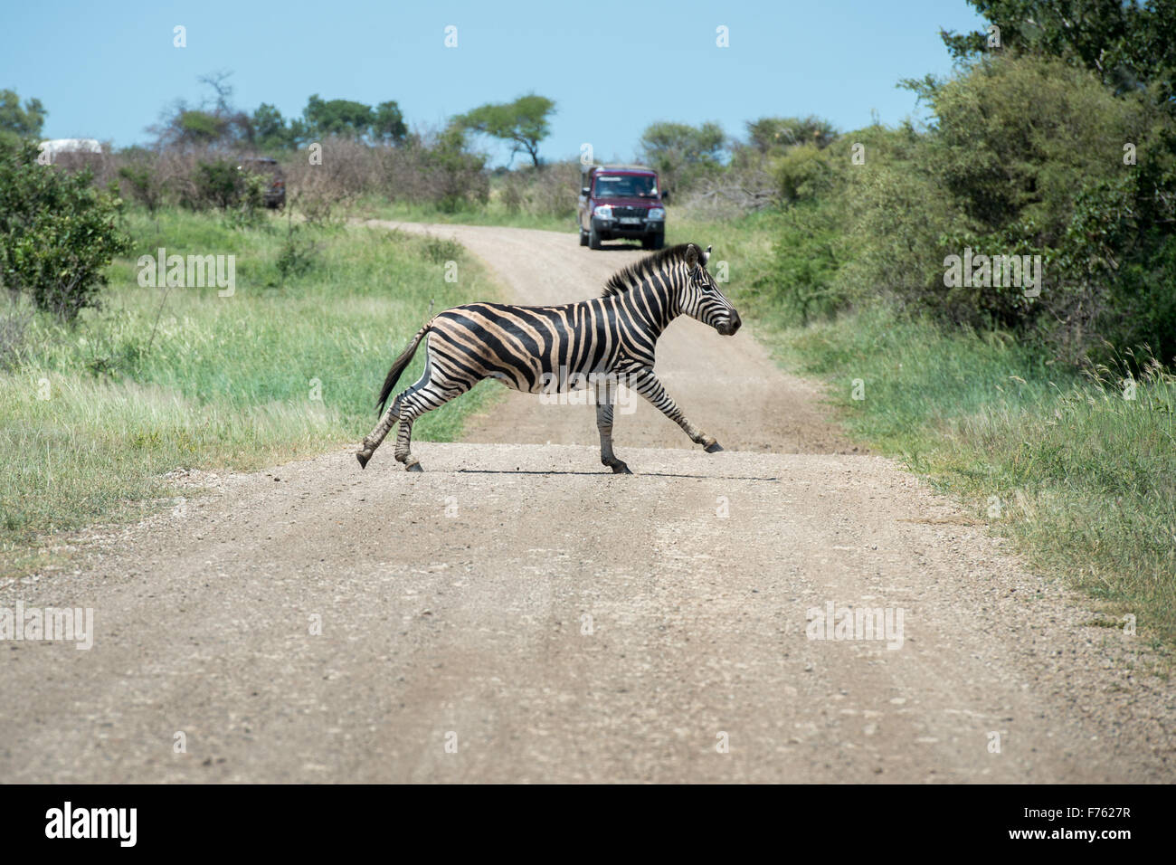 Sud Africa - Parco Nazionale Kruger Zebra (Equus burchellii) Foto Stock