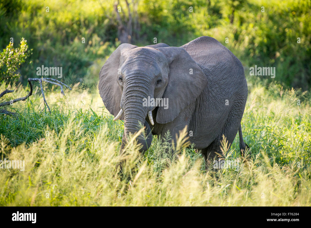 Sud Africa - Parco Nazionale Kruger dell' elefante africano (Loxodonta) Foto Stock