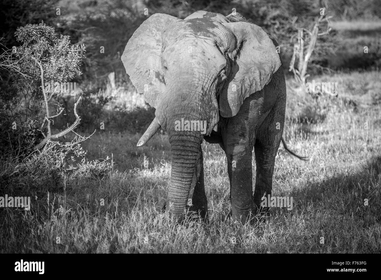 Parco Nazionale di Kruger, Sud Africa - bush africano Elefante africano (Loxodonta africana) Foto Stock