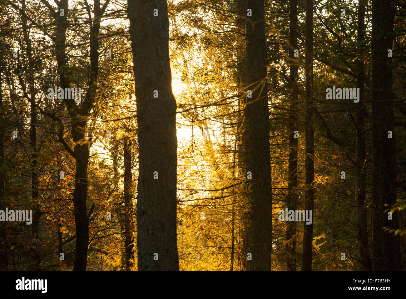 Una piantagione di larice vicino Hawkshead nel distretto del lago nel periodo autunnale al tramonto. Foto Stock