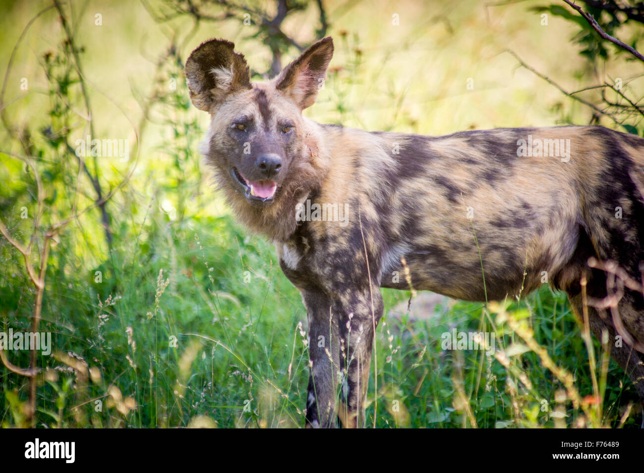 Sud Africa - Parco Nazionale Kruger African Wild Dog (Lycaon pictus) Foto Stock