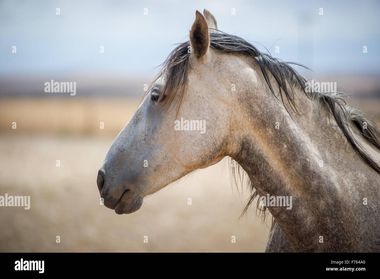 Cavallo in una fattoria nel Sud Africa Foto Stock