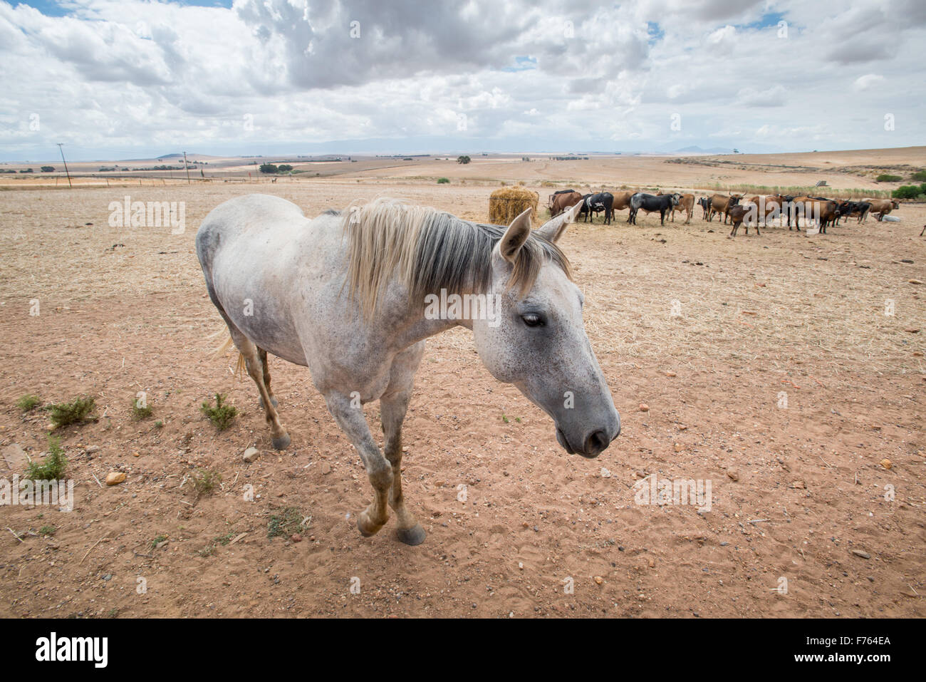 A cavallo con le vacche in background in Sud Africa Foto Stock