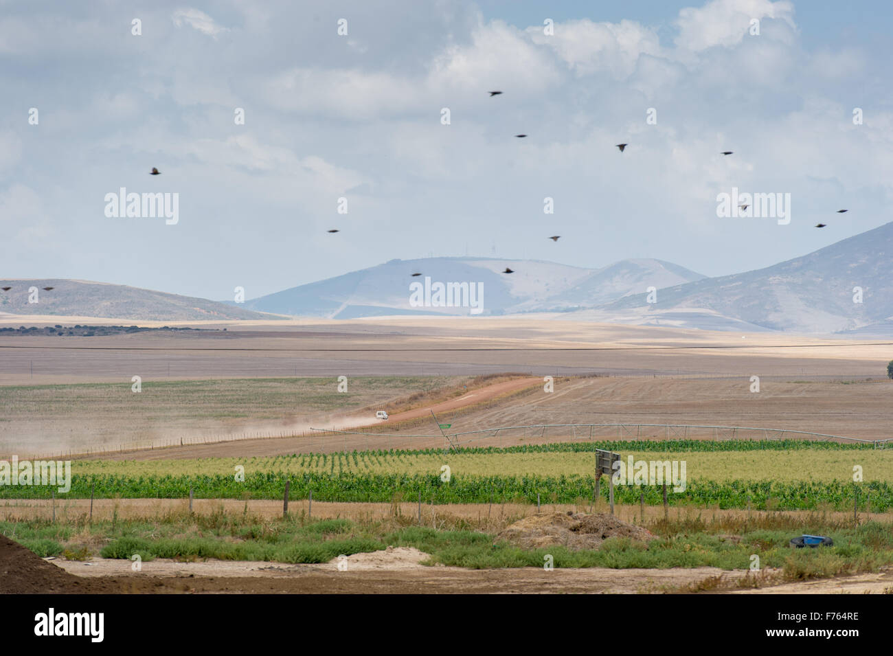 Sud Africa - Terreno coltivato con montagne in lontananza. Foto Stock