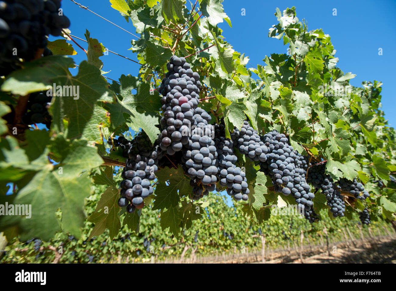 Sud Africa - dettaglio della viticoltura in vigna. Foto Stock