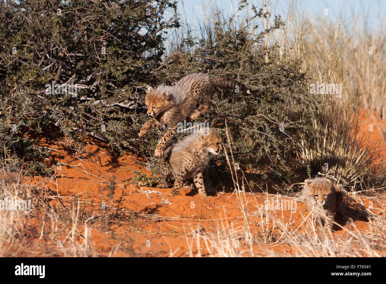 Cheetah cubs giocando sulle dune di sabbia nel Kgalagadi Parco transfrontaliero Foto Stock