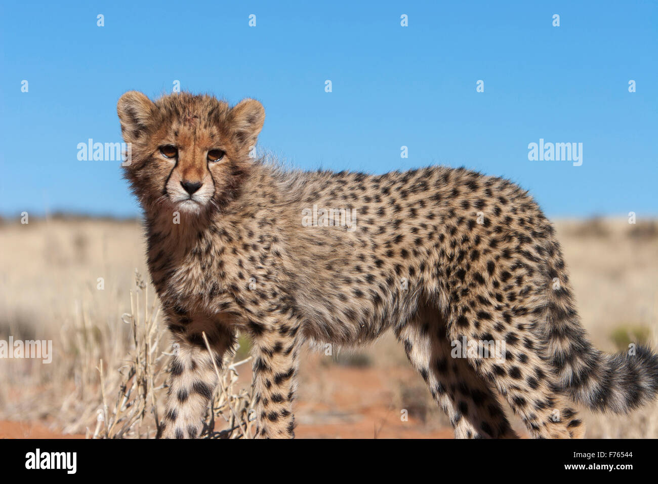 Basso angolo di un ghepardo cub nel Kgalagadi Parco transfrontaliero Foto Stock