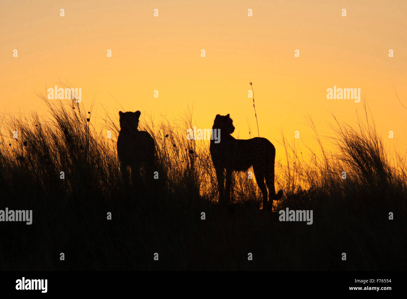 Due ghepardi stagliano sulla sommità di una duna di sabbia al tramonto nel Kgalagadi Parco transfrontaliero Foto Stock