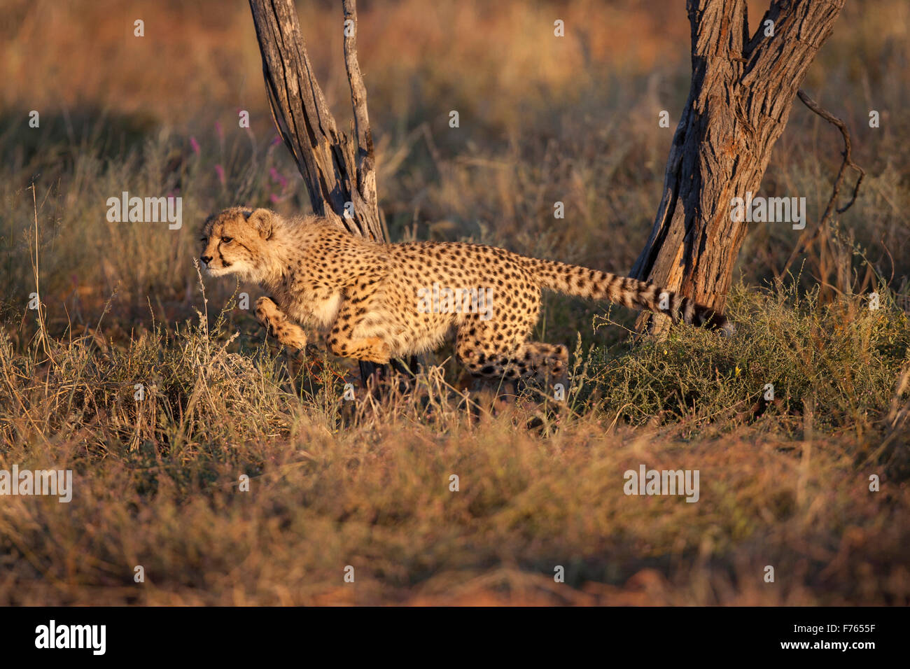 Cheetah lanciando off verso i suoi gemelli nel Kgalagadi Parco transfrontaliero Foto Stock