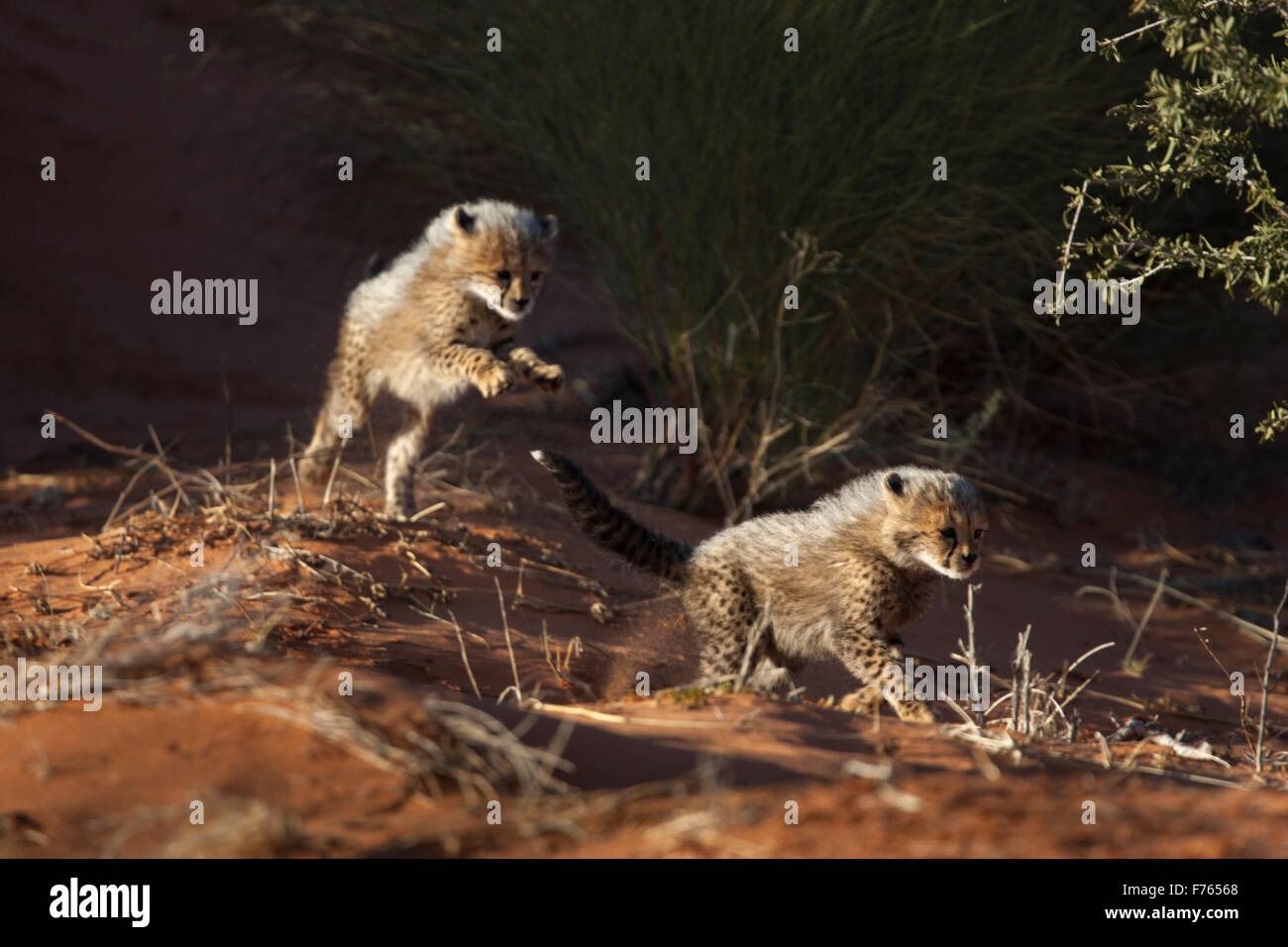 Cheetah cubs giocare nelle dune di sabbia del Kgalagadi Parco transfrontaliero Foto Stock