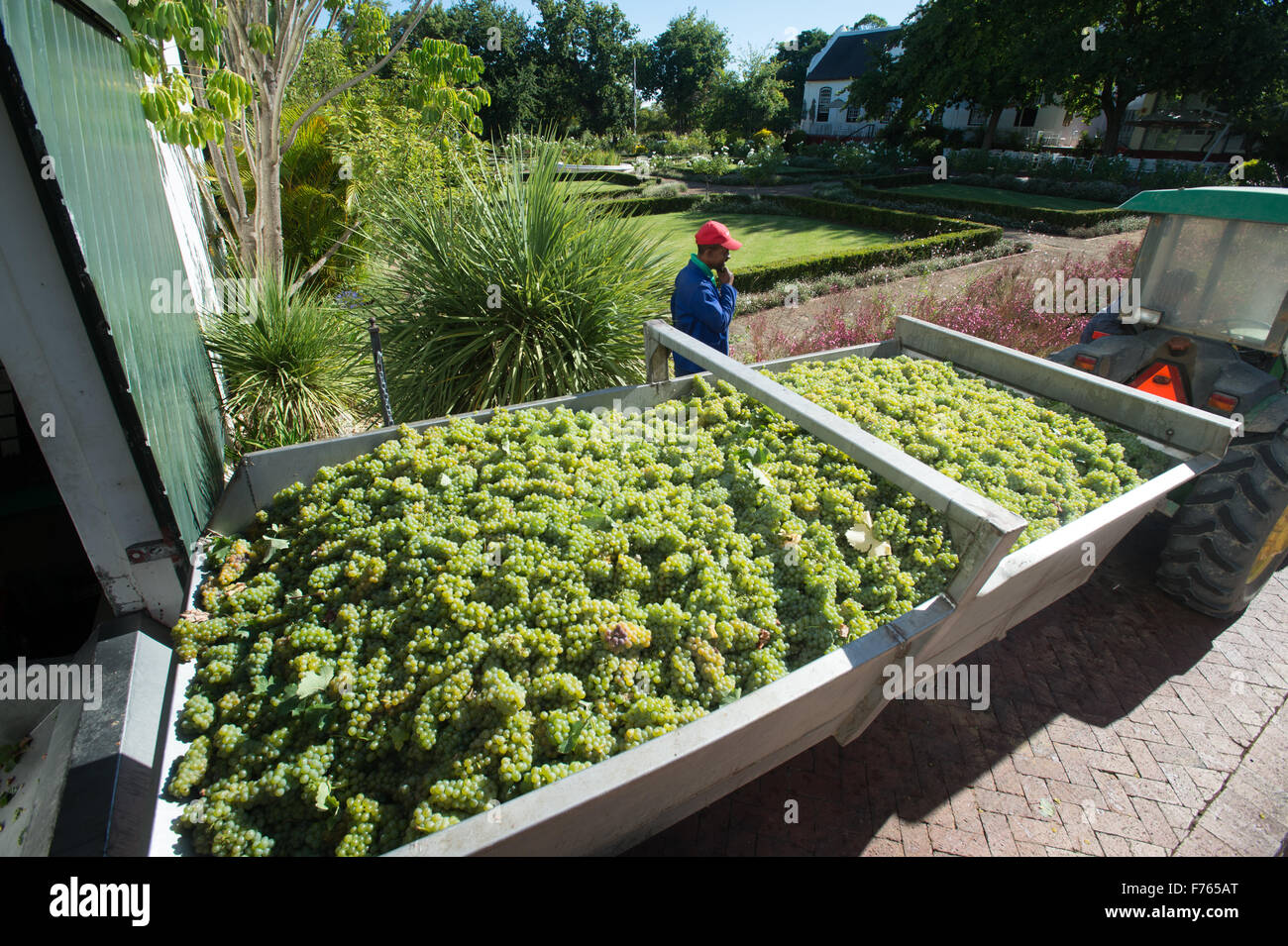 Sud Africa - Processo di uve essendo realizzati in al vino Foto Stock