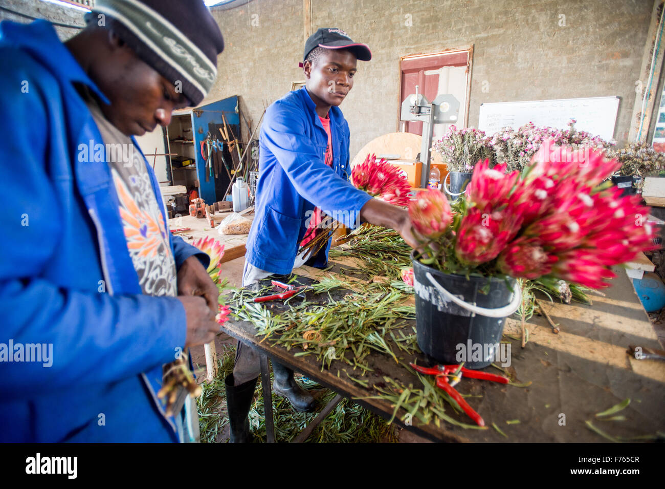 Sud Africa - Lavoratori a "Doornkraal" Protea pianta flowering vivaio. Foto Stock