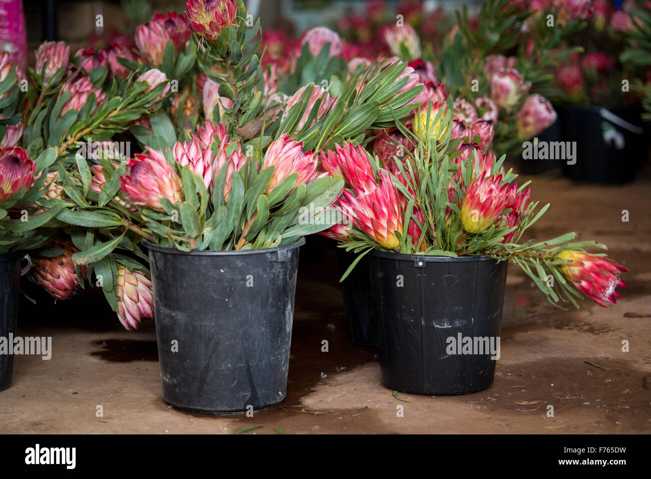 Sud Africa - Dettaglio del "Doornkraal" Protea pianta flowering. Foto Stock