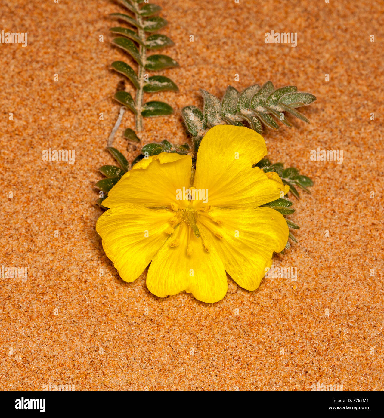 Vivid fiore giallo & Foglie di Tribulus hystrix, istrice / sandhill foratura della vigna, australiano di fiori selvaggi che crescono in sabbia rossa nel deserto outback Foto Stock