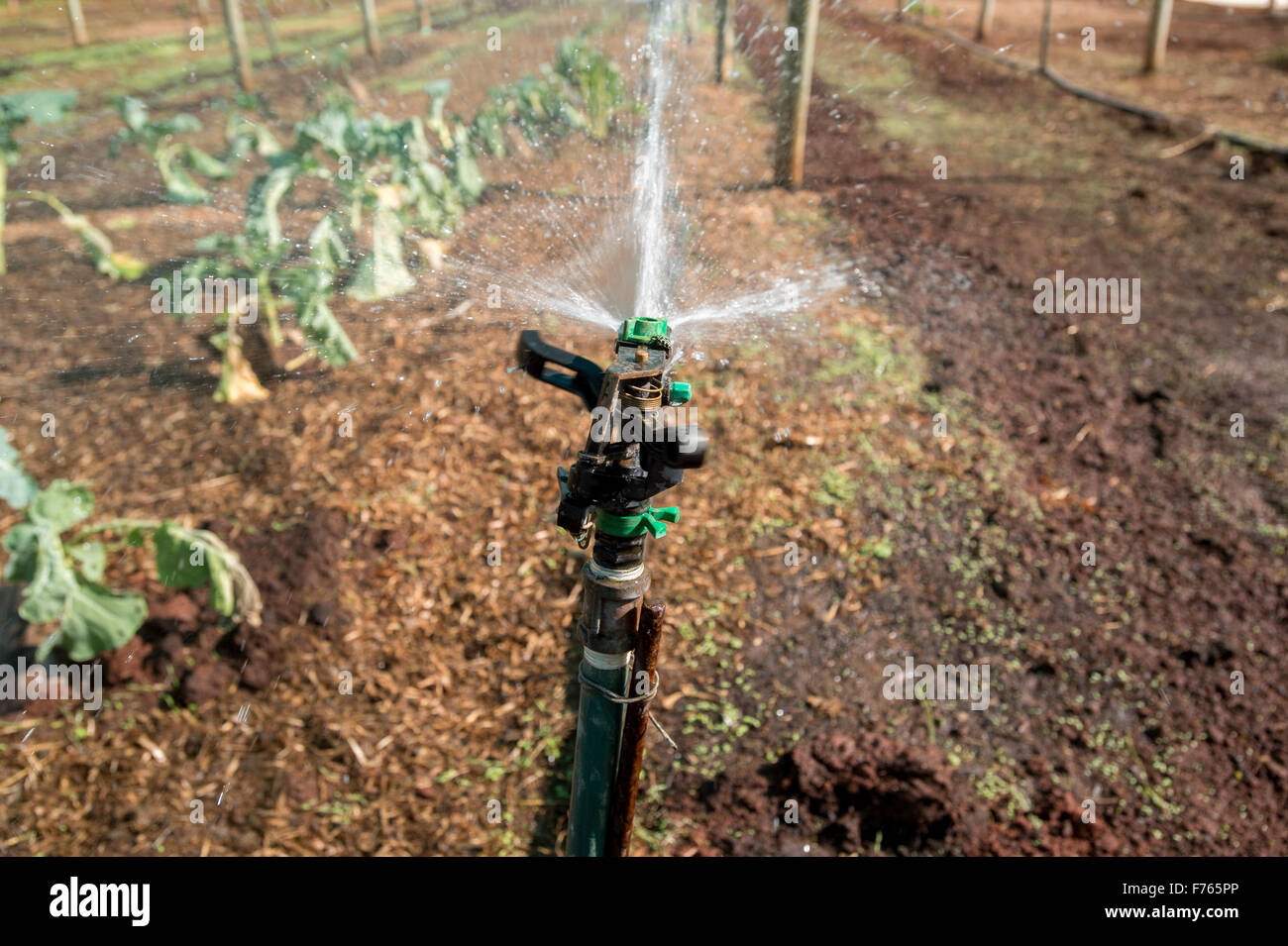 JOHANNESBURG, SUD AFRICA - sistema di irrigazione irrigazione sul raccolto farm. Foto Stock
