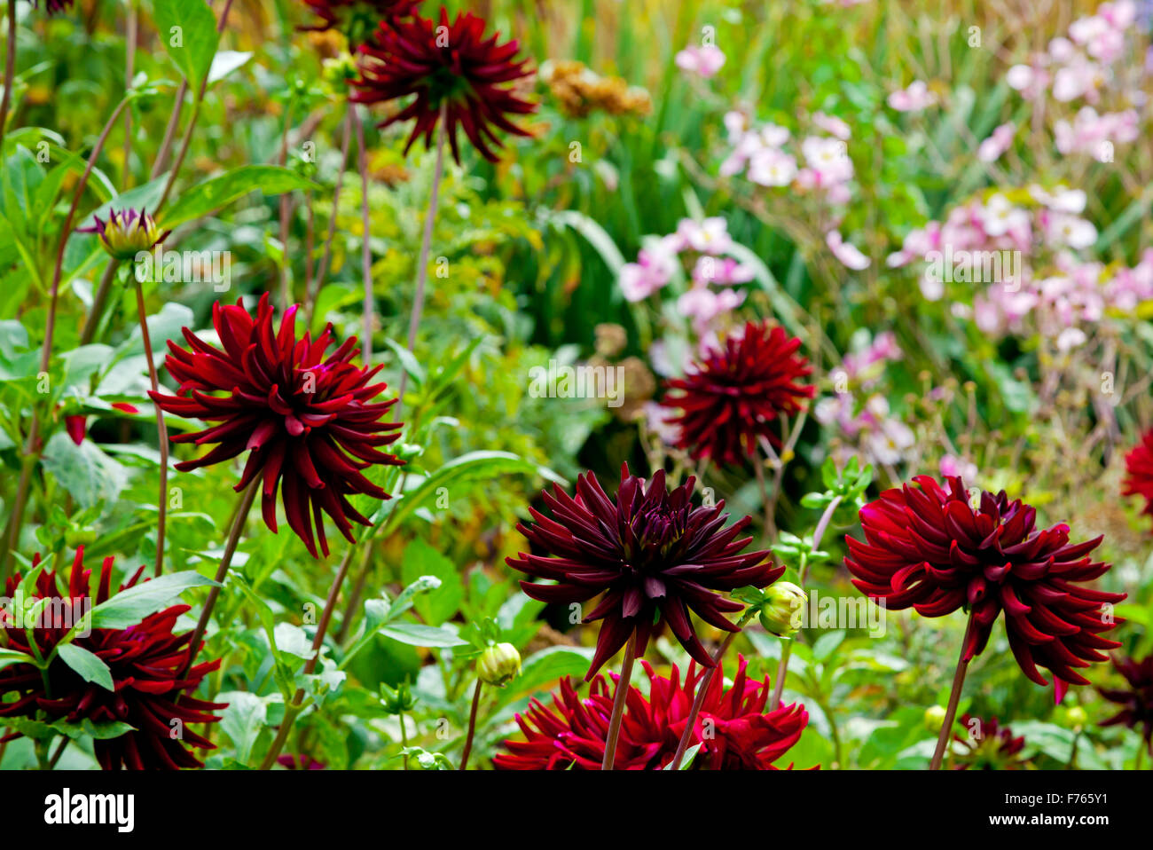 Rosso scuro dalia fiori che crescono nel giardino confine in tarda estate un genere di tuberose piante erbacee perenni piante native per il Messico Foto Stock