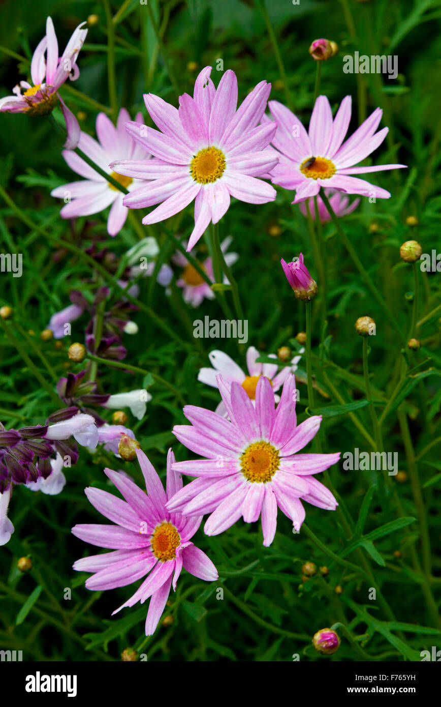 Fiori di colore rosa con centro di colore giallo che cresce in un giardino in tarda estate Foto Stock