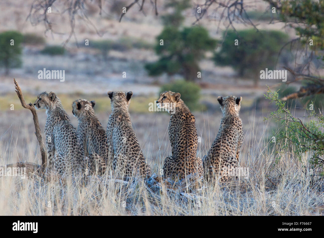 Vista posteriore di cinque ghepardi seduti insieme nel Kgalagadi Parco transfrontaliero Foto Stock