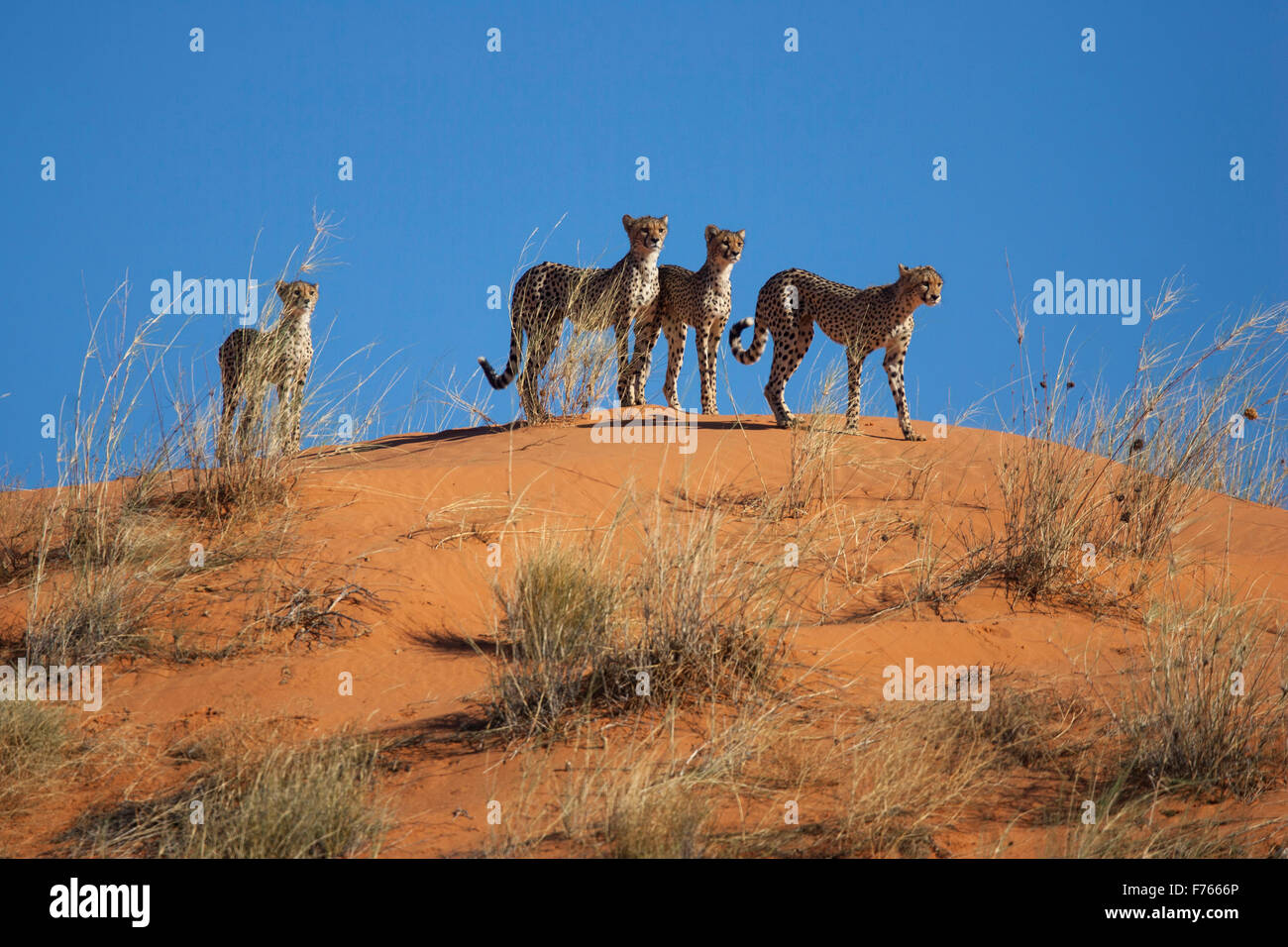 Quattro ghepardi permanente sulla sommità di una duna di sabbia contro il cielo blu nel Kgalagadi Parco transfrontaliero Foto Stock