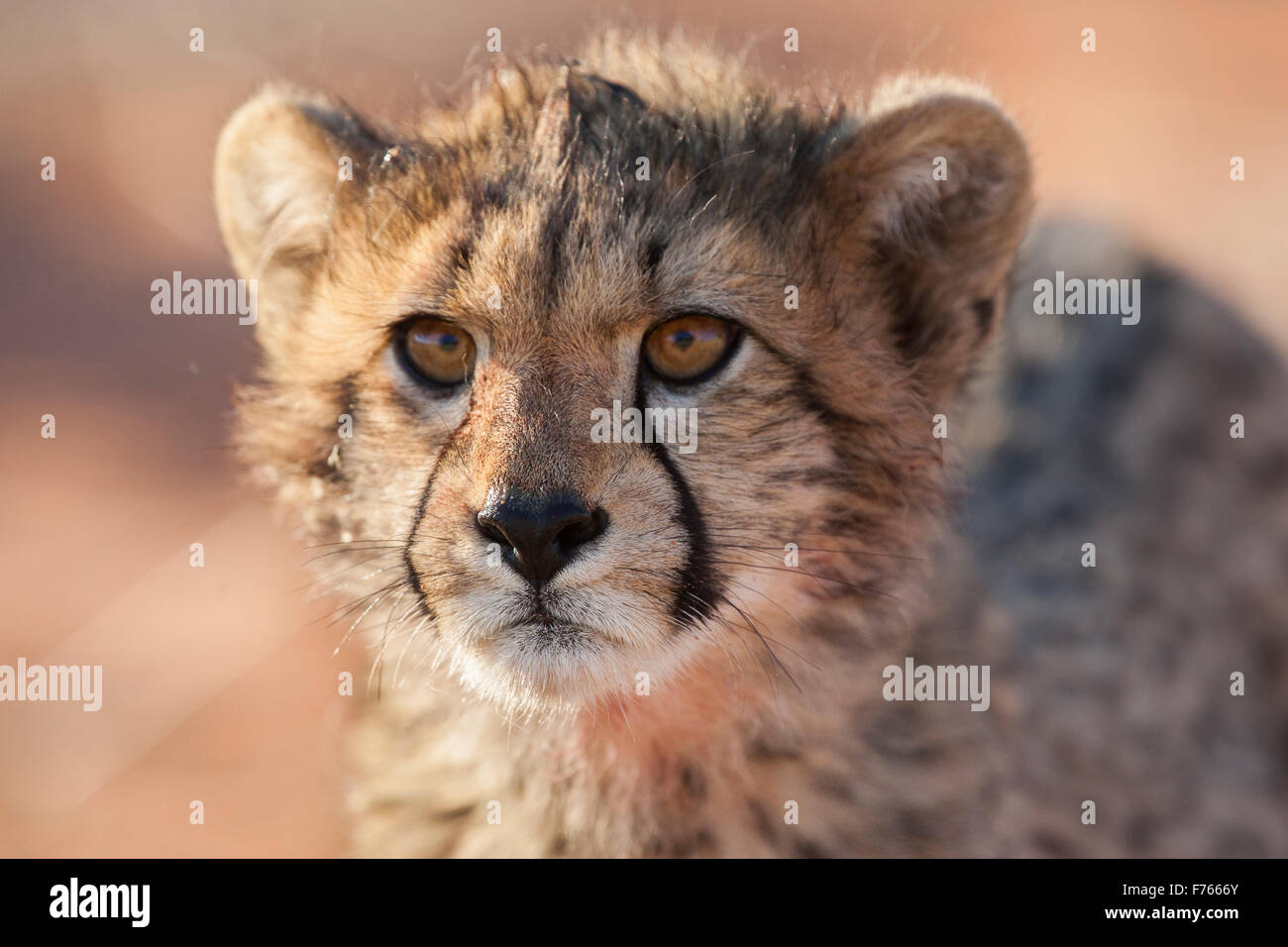 Ritratto di un ghepardo cub nel Kgalagadi Parco transfrontaliero Foto Stock