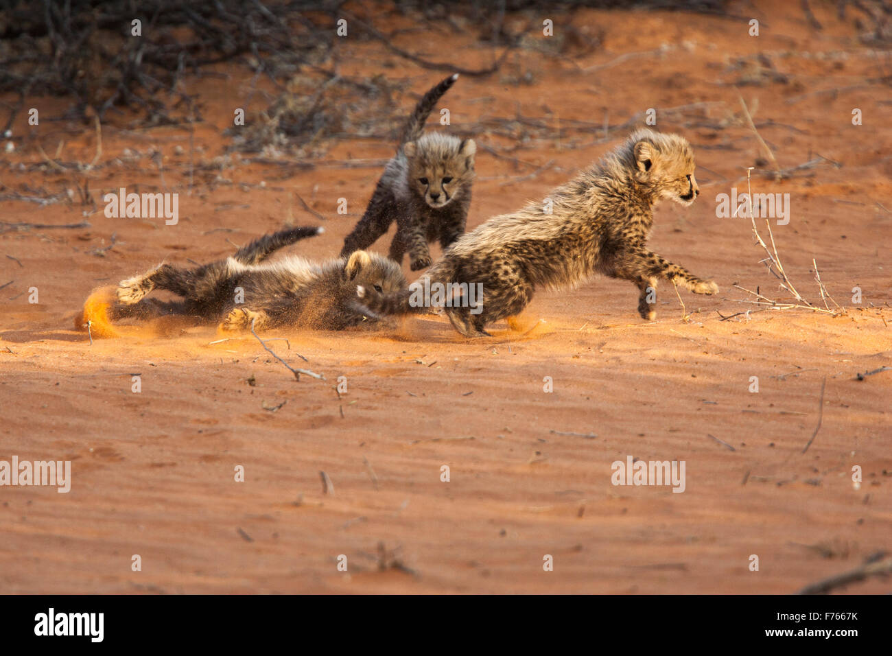 Cheetah cubs giocando su una duna di sabbia nel Kgalagadi Parco transfrontaliero Foto Stock