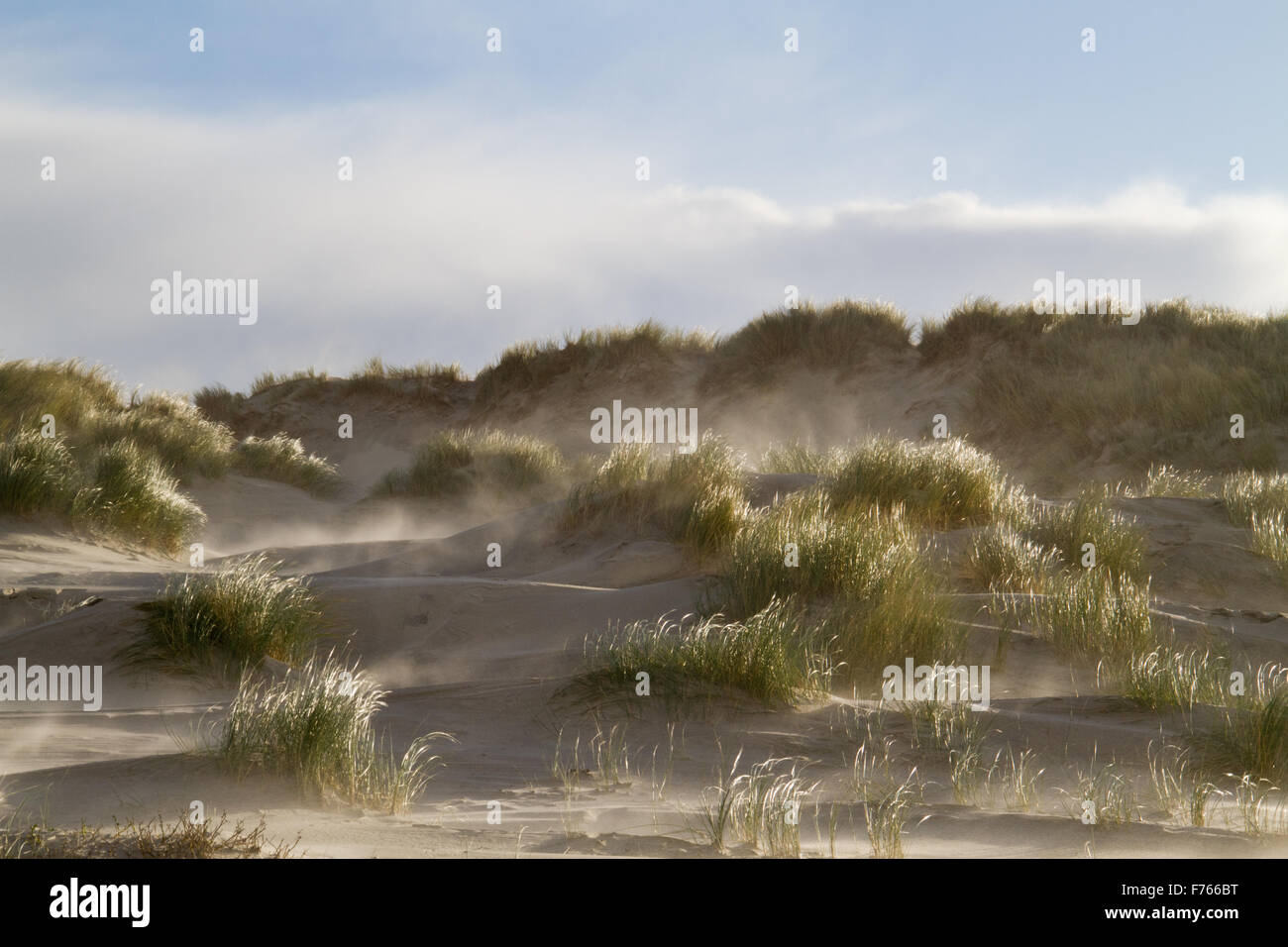 Marram europea erba noto anche come Unione beachgrass (Ammophila arenaria), pesanti soffiando sabbia sulle dune. Foto Stock