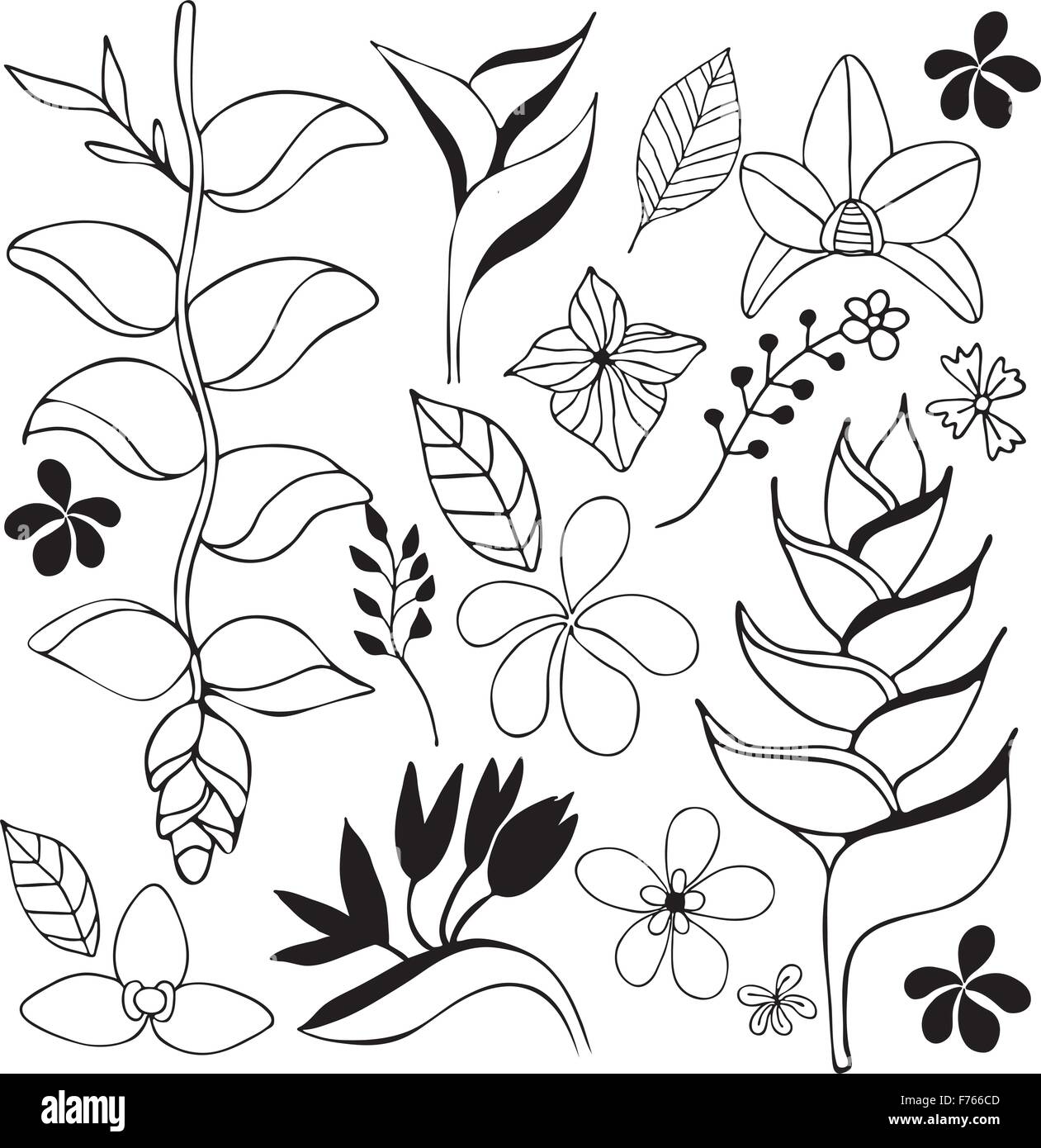 Fiore tropicale mano bozzetto illustrazione in bianco e nero Illustrazione Vettoriale