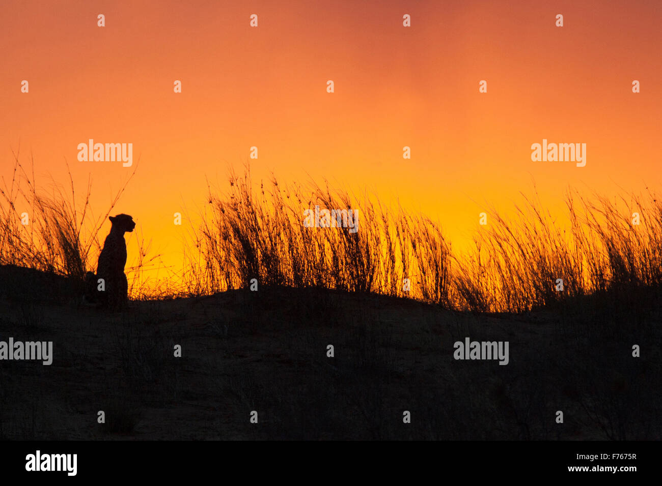 Cheetah stagliano sulla sommità di una duna di sabbia al tramonto nel Kgalagadi Parco transfrontaliero Foto Stock