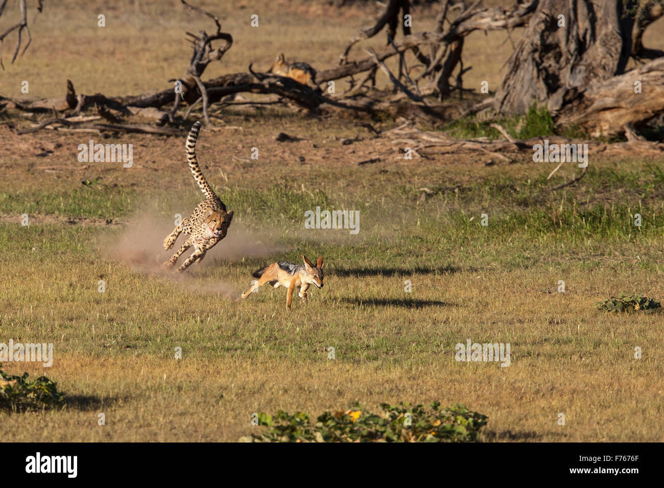 Cheetah rincorrere un jackal nel Kgalagadi Parco transfrontaliero Foto Stock