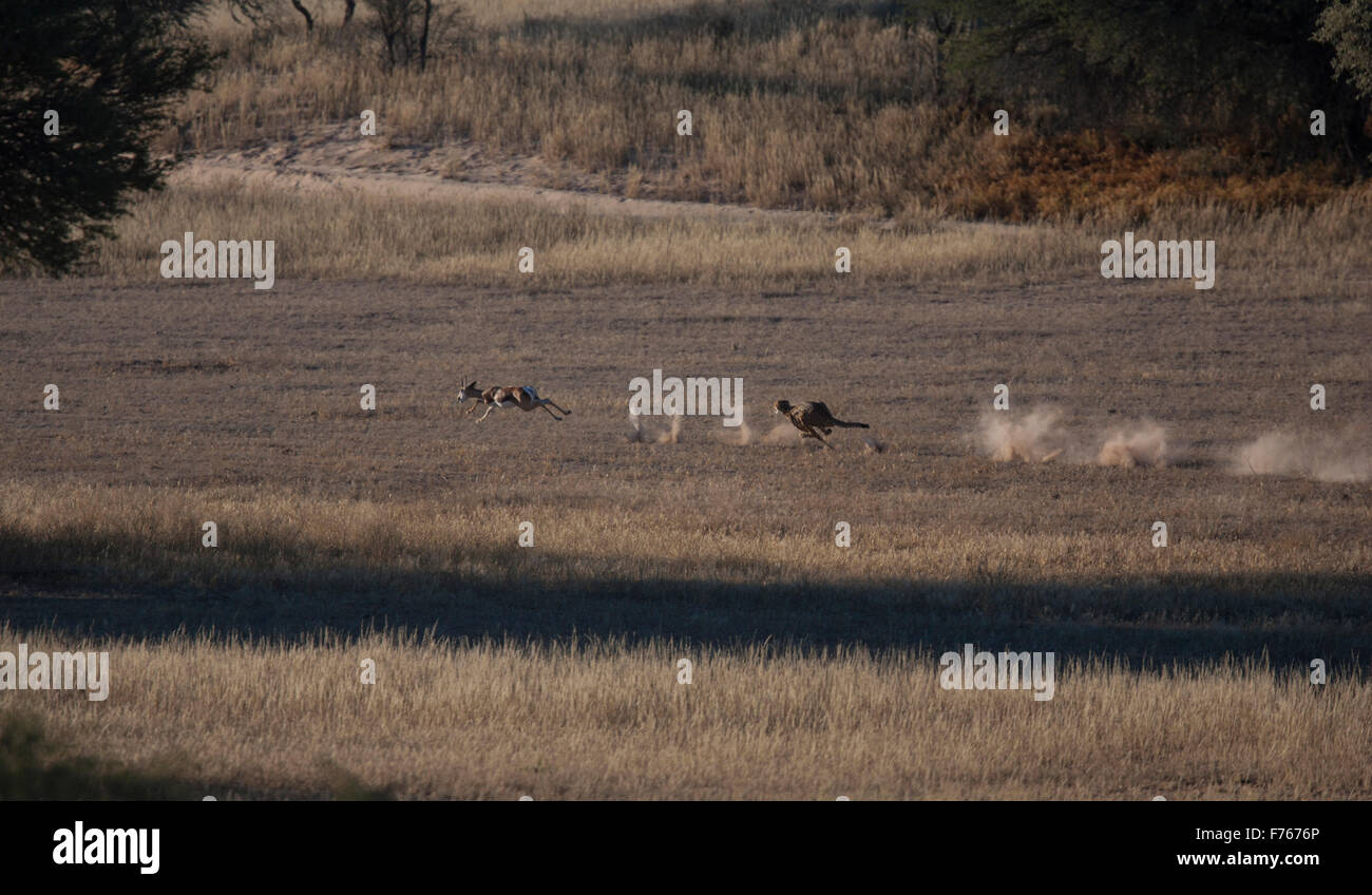 Cheetah rincorrere un springbok nel Kgalagadi Parco transfrontaliero Foto Stock
