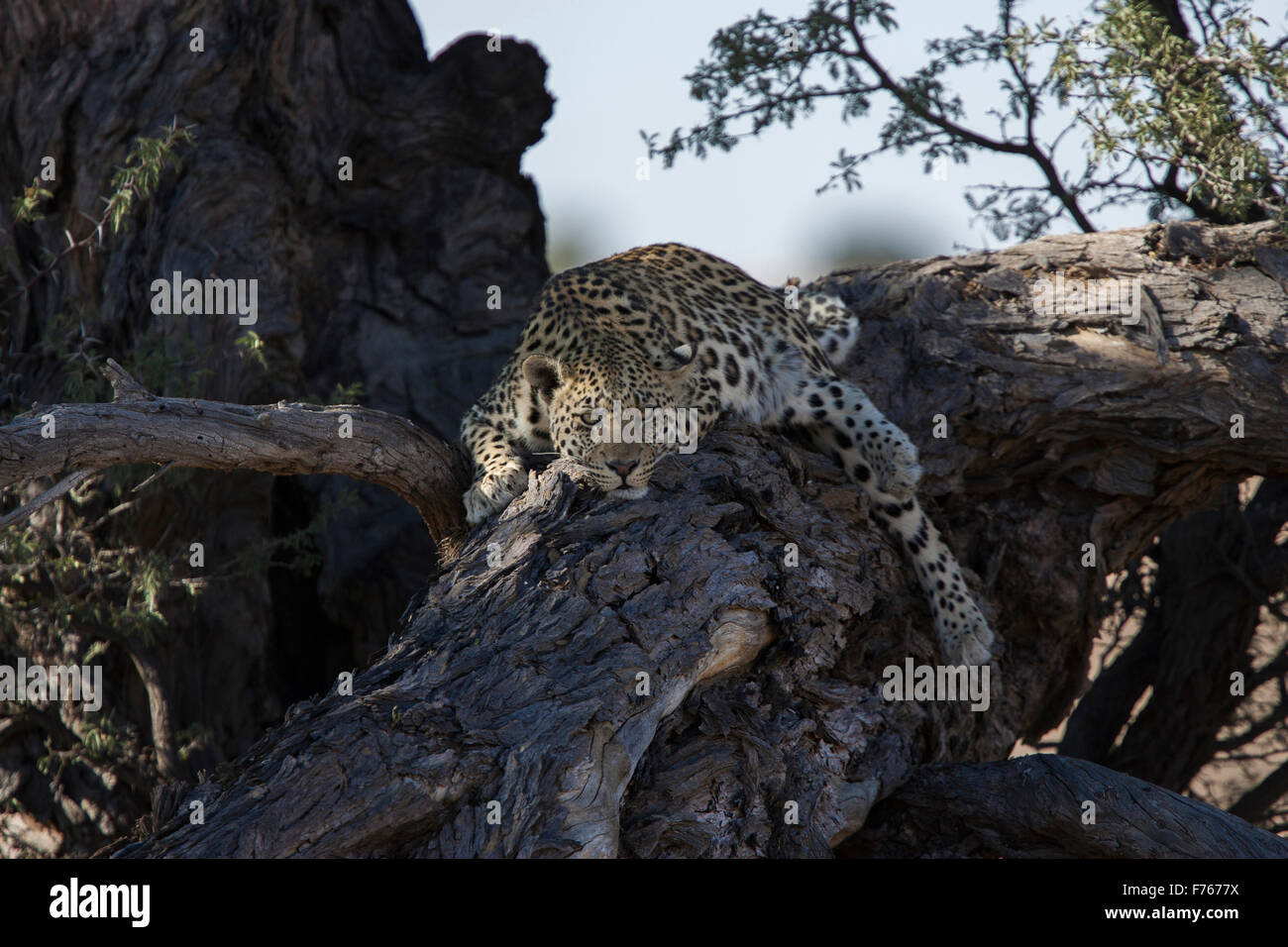 Leopard sdraiato in una struttura ad albero nel Kgalagadi Parco transfrontaliero Foto Stock