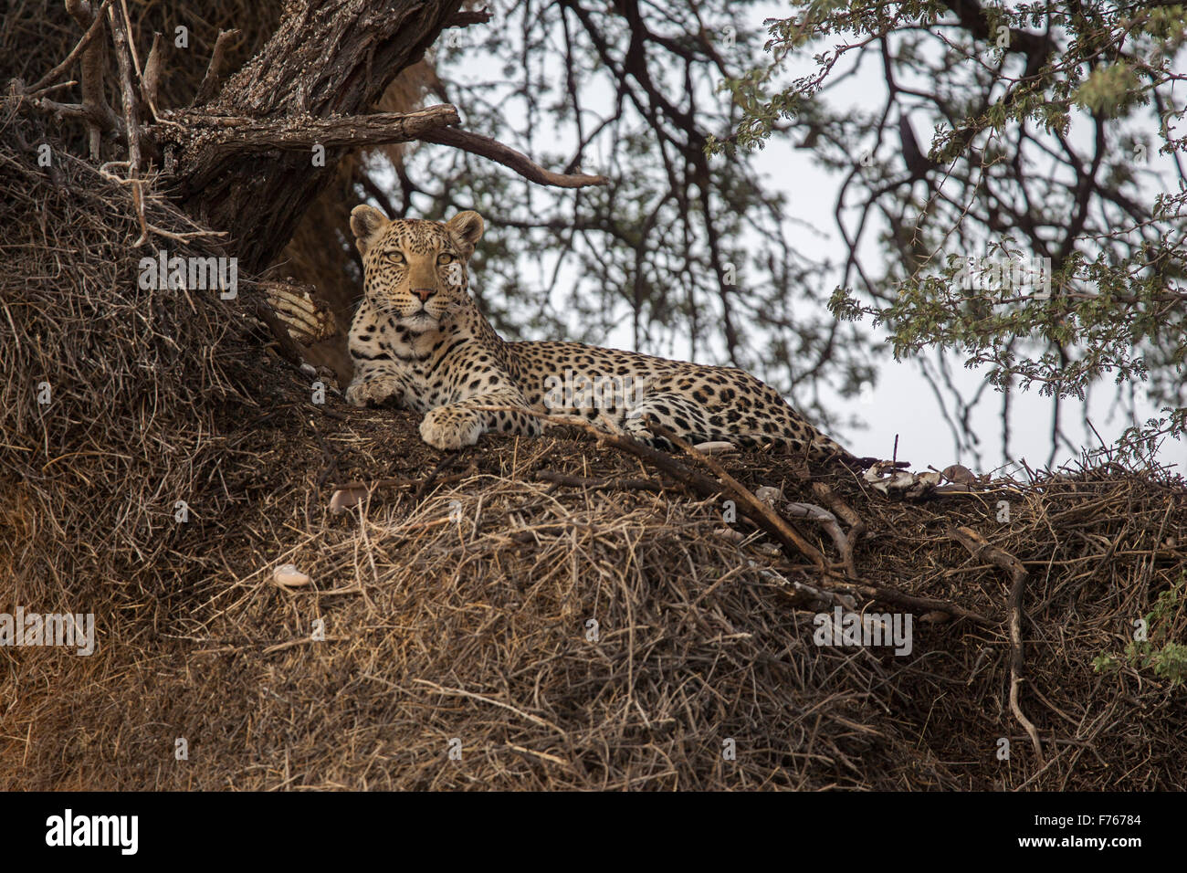 Leopard in appoggio sulla parte superiore di un tessitori comunale nido nel Kgalagadi Parco transfrontaliero Foto Stock