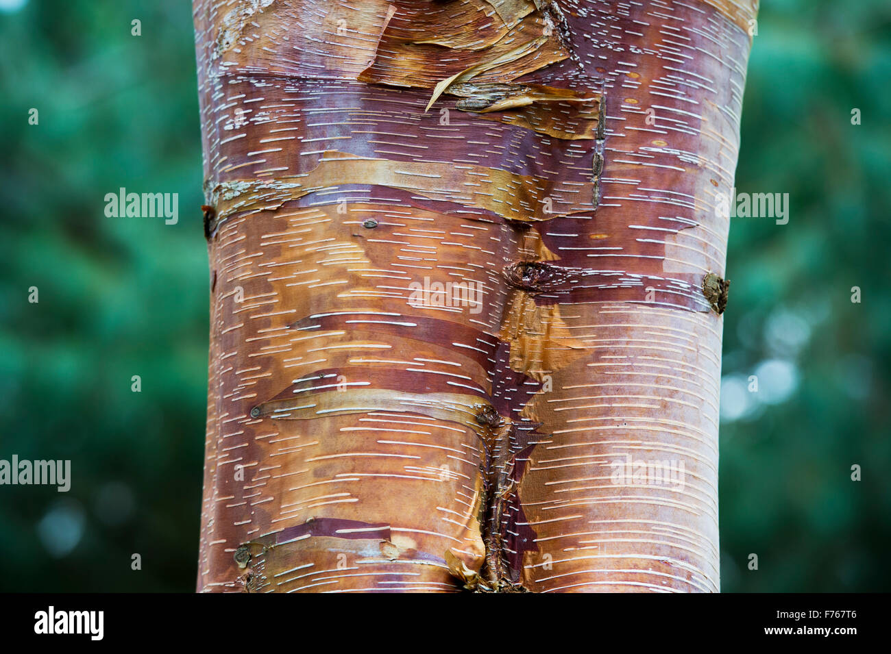 Betula Albosinensis 'Panda rosso". Rosso cinese betulla corteccia di albero Foto Stock